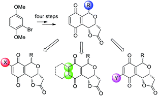 Graphical abstract: Design, synthesis, and anticancer activities of new compounds bearing the quinone–pyran–lactone tricyclic pharmacophore