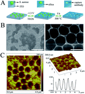 Graphical abstract: Highly stable and reusable imprinted artificial antibody used for in situ detection and disinfection of pathogens