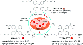 Graphical abstract: Image-guided combination chemotherapy and photodynamic therapy using a mitochondria-targeted molecular probe with aggregation-induced emission characteristics