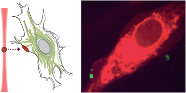 Graphical abstract: Cell paintballing using optically targeted coacervate microdroplets