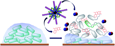 Graphical abstract: Co-delivery of nitric oxide and antibiotic using polymeric nanoparticles