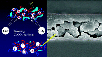 Graphical abstract: Naturally inspired polyelectrolyte multilayer composite films synthesised through layer-by-layer assembly and chemically infiltrated with CaCO3