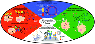 Graphical abstract: Glycomaterials for immunomodulation, immunotherapy, and infection prophylaxis