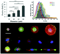 Graphical abstract: Regulating the stemness of mesenchymal stem cells by tuning micropattern features