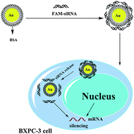 Graphical abstract: A novel multifunctional biomimetic Au@BSA nanocarrier as a potential siRNA theranostic nanoplatform