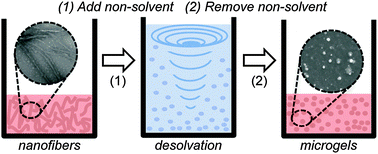 Graphical abstract: Microgels with tunable affinity-controlled protein release via desolvation of self-assembled peptide nanofibers