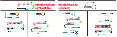 Graphical abstract: A DNA kinetics competition strategy of hybridization chain reaction for molecular information processing circuit construction