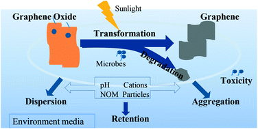 Graphical abstract: Stability, transport and ecosystem effects of graphene in water and soil environments