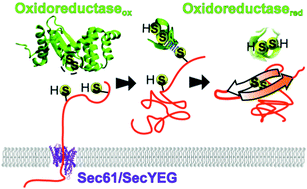 Graphical abstract: The life of proteins under mechanical force