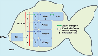 Graphical abstract: Evaluating parameter availability for physiologically based pharmacokinetic (PBPK) modeling of perfluorooctanoic acid (PFOA) in zebrafish