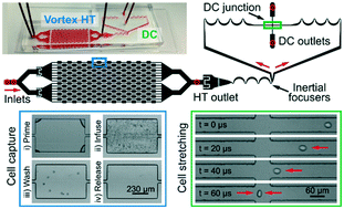 Graphical abstract: Biophysical isolation and identification of circulating tumor cells