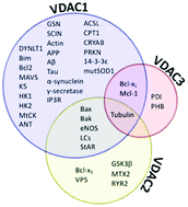 Graphical abstract: Protein–protein interaction networks as a new perspective to evaluate distinct functional roles of voltage-dependent anion channel isoforms