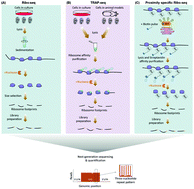 Graphical abstract: Methods for monitoring and measurement of protein translation in time and space