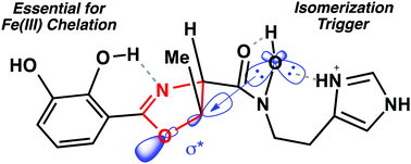 Graphical abstract: Structure–function studies of acinetobactin analogs