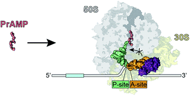 Graphical abstract: Proline-rich antimicrobial peptides targeting protein synthesis