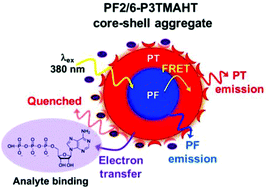 Graphical abstract: Selective recognition of biologically important anions using a diblock polyfluorene–polythiophene conjugated polyelectrolyte