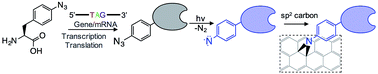 Graphical abstract: Defined covalent assembly of protein molecules on graphene using a genetically encoded photochemical reaction handle