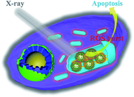 Graphical abstract: A mitochondria-targeted nanoradiosensitizer activating reactive oxygen species burst for enhanced radiation therapy