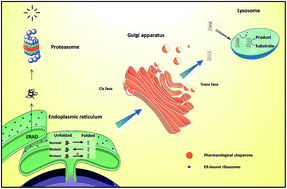 Graphical abstract: Tuning protein folding in lysosomal storage diseases: the chemistry behind pharmacological chaperones