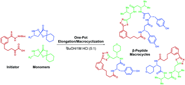 Graphical abstract: Synthetic fermentation of β-peptide macrocycles by thiadiazole-forming ring-closing reactions