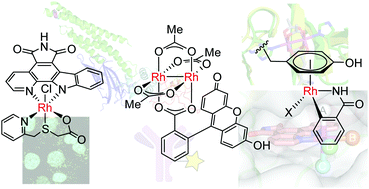 Graphical abstract: Rhodium at the chemistry–biology interface