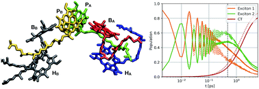 Graphical abstract: Coupled excitation energy and charge transfer dynamics in reaction centre inspired model systems