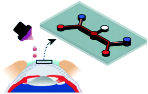 Graphical abstract: A microengineered human corneal epithelium-on-a-chip for eye drops mass transport evaluation