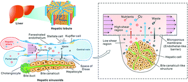 Graphical abstract: Design and fabrication of a liver-on-a-chip platform for convenient, highly efficient, and safe in situ perfusion culture of 3D hepatic spheroids