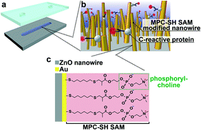 Graphical abstract: Biomolecular recognition on nanowire surfaces modified by the self-assembled monolayer