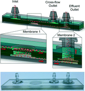 Graphical abstract: Microfluidic filter device with nylon mesh membranes efficiently dissociates cell aggregates and digested tissue into single cells