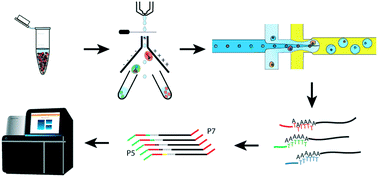 Graphical abstract: Droplet-based single cell RNAseq tools: a practical guide