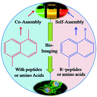 Graphical abstract: Supramolecular fluorescent hydrogelators as bio-imaging probes