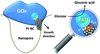 Graphical abstract: Enzymatic self-wiring in nanopores and its application in direct electron transfer biofuel cells