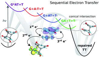 Graphical abstract: Sequential electron transfer governs the UV-induced self-repair of DNA photolesions