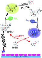 Graphical abstract: Single-molecule photoredox catalysis