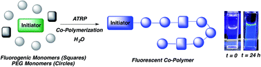 Graphical abstract: Fluorogenic atom transfer radical polymerization in aqueous media as a strategy for detection