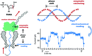 Graphical abstract: Direct sequencing of 2′-deoxy-2′-fluoroarabinonucleic acid (FANA) using nanopore-induced phase-shift sequencing (NIPSS)