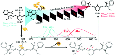 Graphical abstract: Near-infrared mito-specific fluorescent probe for ratiometric detection and imaging of alkaline phosphatase activity with high sensitivity