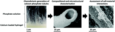 Graphical abstract: Chemobrionic structures in tissue engineering: self-assembling calcium phosphate tubes as cellular scaffolds