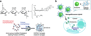 Graphical abstract: Nanogel hybrid assembly for exosome intracellular delivery: effects on endocytosis and fusion by exosome surface polymer engineering