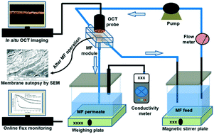 Graphical abstract: Emerging investigator series: control of membrane fouling by dissolved algal organic matter using pre-oxidation with coagulation as seawater pretreatment