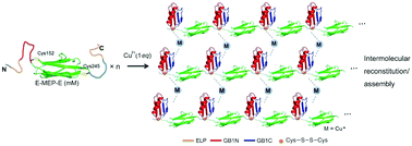 Graphical abstract: Synthesis of bio-inspired viscoelastic molecular networks by metal-induced protein assembly