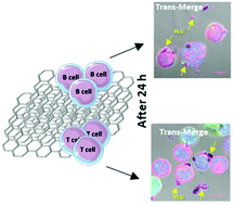 Graphical abstract: Few layer graphene does not affect the function and the autophagic activity of primary lymphocytes