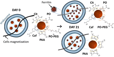 Graphical abstract: Impact of magnetic nanoparticle surface coating on their long-term intracellular biodegradation in stem cells