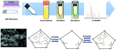 Graphical abstract: Thin film molecularly imprinted polymer (TF-MIP), a selective and single-use extraction device for high-throughput analysis of biological samples