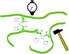 Graphical abstract: A rigid plant oil-based thermoset with a furfural-derived cyclobutane cross-linker