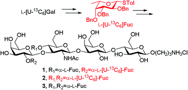 Graphical abstract: Synthesis of type 1 Lewis b hexasaccharide antigen structures featuring flexible incorporation of l-[U-13C6]-fucose for NMR binding studies