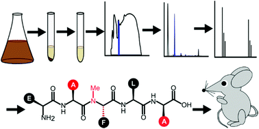 Graphical abstract: Development and utilization of peptide-based quorum sensing modulators in Gram-positive bacteria