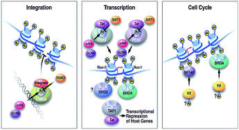 Graphical abstract: Bromodomain and BET family proteins as epigenetic targets in cancer therapy: their degradation, present drugs, and possible PROTACs