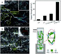 Graphical abstract: Super-tough PVC/CPE composites: an efficient CPE network by an MGA copolymer prepared through a vibro-milling process